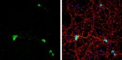 Invitrogen HuC Polyclonal Antibody 100 &mu;L; Unconjugated:Antibodies,