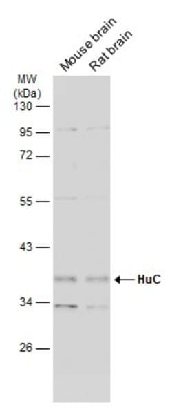 Invitrogen HuC Polyclonal Antibody 100 &mu;L; Unconjugated:Antibodies,