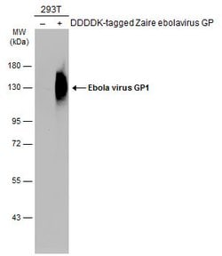 Invitrogen Ebola Virus GP1 Polyclonal Antibody 100 &mu;L; Unconjugated:Antibodies,
