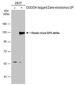 Invitrogen Ebola Virus GP2 delta Polyclonal Antibody 100 &mu;L; Unconjugated:Antibodies,