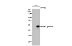 Invitrogen AP2 gamma Polyclonal Antibody 100 &mu;L; Unconjugated:Antibodies,