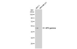 Invitrogen AP2 gamma Polyclonal Antibody 100 &mu;L; Unconjugated:Antibodies,