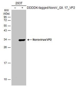Invitrogen Norovirus VP2 Polyclonal Antibody 100 μL; Unconjugated:Antibodies,