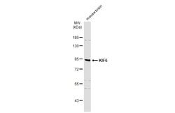Invitrogen KIF6 Polyclonal Antibody 100 &mu;L; Unconjugated:Antibodies,