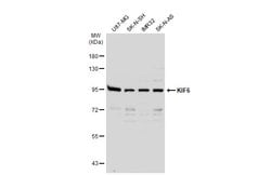 Invitrogen KIF6 Polyclonal Antibody 100 &mu;L; Unconjugated:Antibodies,