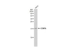 Invitrogen CENPA Polyclonal Antibody 100 &mu;L; Unconjugated:Antibodies,
