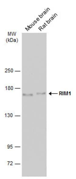 Invitrogen RIM1 Polyclonal Antibody 100 &mu;L; Unconjugated:Antibodies,
