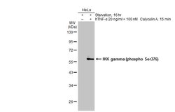 Invitrogen Phospho-IKK gamma (Ser376) Polyclonal Antibody 100 &mu;L; Unconjugated:Antibodies,