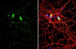 Invitrogen SMCR8 Polyclonal Antibody 100 &mu;L; Unconjugated:Antibodies,