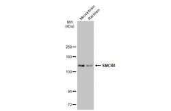 Invitrogen SMCR8 Polyclonal Antibody 100 &mu;L; Unconjugated:Antibodies,