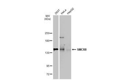 Invitrogen SMCR8 Polyclonal Antibody 100 &mu;L; Unconjugated:Antibodies,