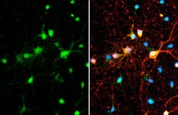 Invitrogen SMCR8 Polyclonal Antibody 100 μL; Unconjugated:Antibodies,