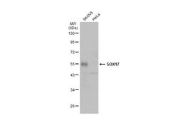 Invitrogen SOX17 Polyclonal Antibody 100 &mu;L | Buy Online | Invitrogen&trade; | Fisher Scientific