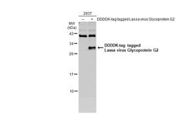 Invitrogen Lassa Virus Glycoprotein G2 Polyclonal Antibody 100 &mu;L | Buy Online | Invitrogen&trade; | Fisher Scientific
