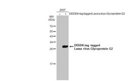Invitrogen Lassa Virus Glycoprotein G2 Polyclonal Antibody 100 &mu;L; Unconjugated:Antibodies,