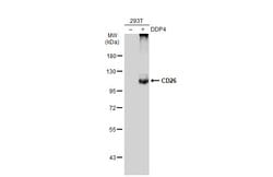Invitrogen DPP4 Polyclonal Antibody 100 μL; Unconjugated:Antibodies,