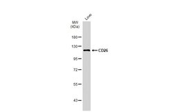 Invitrogen DPP4 Polyclonal Antibody 100 μL; Unconjugated:Antibodies,