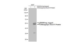 Invitrogen Chikungunya Virus E1 Polyclonal Antibody 100 &mu;L; Unconjugated:Antibodies,