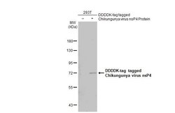 Invitrogen Chikungunya Virus nsP4 Polyclonal Antibody 100 &mu;L; Unconjugated:Antibodies,