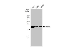 Invitrogen PERP Polyclonal Antibody 100 &mu;L; Unconjugated:Antibodies,