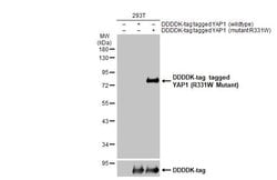 Invitrogen YAP1 (R331W Mutant) Polyclonal Antibody 100 &mu;L; Unconjugated:Antibodies,
