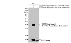 Invitrogen Hepatitis D Virus Large delta Protein Polyclonal Antibody 100