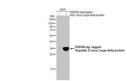 Invitrogen Hepatitis D Virus Large delta Protein Polyclonal Antibody 100
