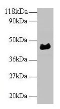 Invitrogen ORM1 Polyclonal Antibody 100 &mu;g; Unconjugated:Antibodies,