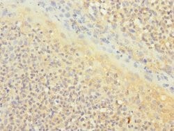 Invitrogen CD1c Polyclonal Antibody 100 &mu;L; Unconjugated:Antibodies,