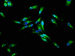 Invitrogen CHRNB3 Polyclonal Antibody 100 &mu;g; Unconjugated:Antibodies,