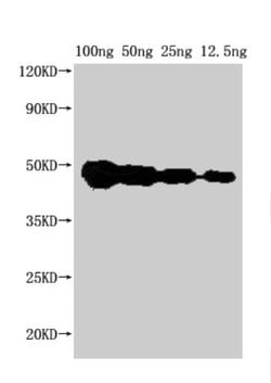 Invitrogen Arabidopsis thaliana FEN1 Polyclonal Antibody 100 μL; Unconjugated:Antibodies,