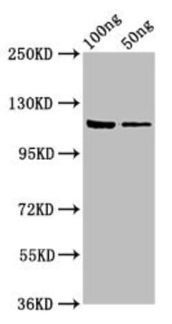 Invitrogen E. coli GLB1 Polyclonal Antibody 100 &mu;g; Unconjugated:Antibodies,