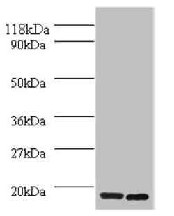 Invitrogen H2AFJ Polyclonal Antibody 100 μL; Unconjugated:Antibodies,