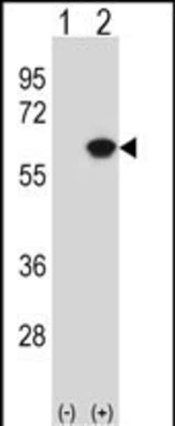 NAP1L1 Polyclonal Antibody:Antibodies, Polyclonal
