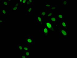 Invitrogen Histone H1.3 Polyclonal Antibody 100 &mu;L; Unconjugated:Antibodies,