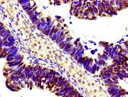 Invitrogen Histone H1.3 Polyclonal Antibody 100 &mu;L; Unconjugated:Antibodies,