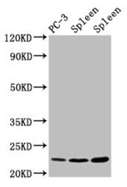 Invitrogen Histone H1.3 Polyclonal Antibody 100 &mu;L; Unconjugated:Antibodies,