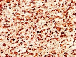 Invitrogen Histone H1.4 Polyclonal Antibody 100 &mu;L; Unconjugated:Antibodies