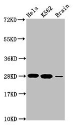 Invitrogen Histone H1.4 Polyclonal Antibody 100 &mu;L; Unconjugated:Antibodies