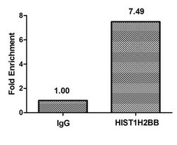 Invitrogen HIST1H2BB Polyclonal Antibody 100 μL; Unconjugated:Antibodies,