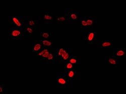 Invitrogen HIST1H2BB Polyclonal Antibody 100 μL; Unconjugated:Antibodies,
