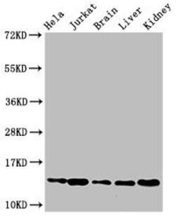 Invitrogen HIST1H2BB Polyclonal Antibody 100 μL; Unconjugated:Antibodies,