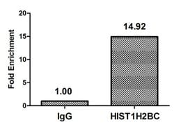 Invitrogen Crotonyl-HIST1H2BC (Lys20) Polyclonal Antibody 100 &mu;L; Unconjugated:Antibodies,