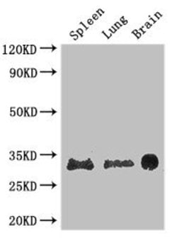 Invitrogen PITX3 Polyclonal Antibody 100 &mu;g; Unconjugated:Antibodies,