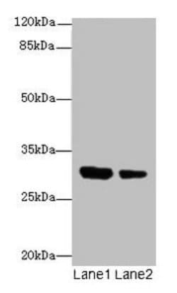 Invitrogen IL-1 alpha Polyclonal Antibody 100 μg; Unconjugated:Antibodies,