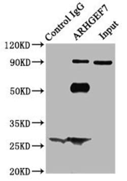 Invitrogen ARHGEF7 Polyclonal Antibody 100 &mu;g; Unconjugated:Antibodies,