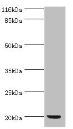 Invitrogen&trade;&nbsp;E. coli PDF Polyclonal Antibody