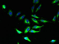 Invitrogen&trade;&nbsp;PLP1 Polyclonal Antibody