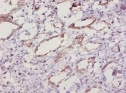 Invitrogen SOD1 Polyclonal Antibody 100 &mu;g; Unconjugated:Antibodies,