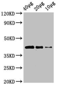 Invitrogen WNT8B Polyclonal Antibody 100 &mu;g; Unconjugated:Antibodies,